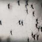 OMS lança plano de US$ 56 milhões para combate ao zika
