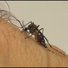 Flórida confirma três grávidas infectadas pelo zika