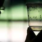 Prefeito institui dia de jejum e reza para combate ao Aedes