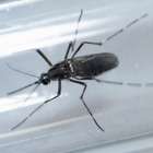 Brasil registra mais de 91 mil casos prováveis de zika vírus