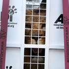 Perú: 33 leones rescatados de circos parten a Sudáfrica