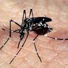 Epidemias de zika e chikungunya serão mais fortes em 2017