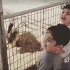 El vídeo viral en WhatsApp del niño y la cabra no es lo ...