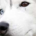 Como cachorros salvaram as vidas de todos os moradores ...