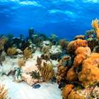 Estudo aponta que Grande Barreira de Corais vale US$ 42 bi