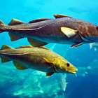 Por que ninguém conhece a cabeça do bacalhau?