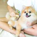 Tem pets no apartamento? Saiba como limpar os ambientes