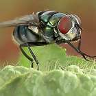 De infecções a pneumonia, estudo mostra que moscas podem ...