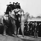 A trágica história de Jumbo, o elefante mais famoso do ...