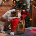 Doces e chocolate podem ser um veneno para seu cachorro ...