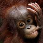 Zoo de Cingapura apresenta 500 filhotes recém-nascidos