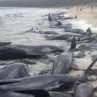 Baleias encalham em massa em praia na Austrália e ...