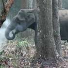 Imagens de elefante que 'fuma' viralizam e intrigam ...