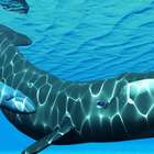 Cientistas descobrem que espécie de baleia tem canções ...