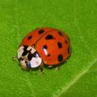 Por que as joaninhas 'vermelhas' estão desaparecendo do ...
