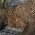 As teorias sobre a estranha criatura achada nos Estados ...