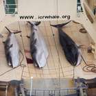 Caçadores japoneses matam 122 baleias grávidas em ...