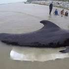 Pesquisadores encontram 80 sacolas plásticas em estômago ...