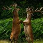 Veja finalistas a prêmio de melhor foto divertida de animais