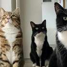 Por que os gatos ronronam?