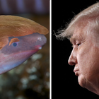 Nova espécie de anfíbio cego que enterra a cabeça na ...