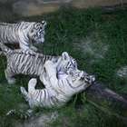 Filhotes de tigre branco em zoológico no Brasil são exibidos