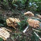 Corte de 400 palmeiras juçara rende multa de R$ 174 mil ...