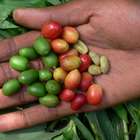 60% das espécies de café do mundo correm risco de ...