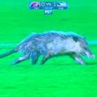 Gambá invade campo e desperta 'interesse' do Bayern