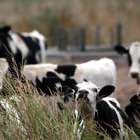 Caso de vaca louca faz Brasil suspender carne para a China