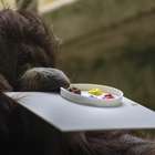 Nénette, a orangotango 'pintora', faz 50 anos no zoo de ...