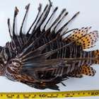 Peixe-leão ameaça desequilibrar os ecossistemas da costa ...