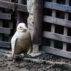 Zoo recebe raro pinguim albino, mas teme rejeição de bando