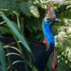 Casuar, a ave mais perigosa do mundo, mata dono com ...