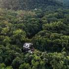 Como a tecnologia está trazendo florestas de volta à vida