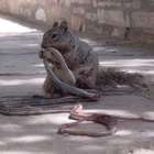 Esquilo é fotografado devorando uma cobra