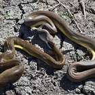 Cobra píton engole e depois "vomita" serpente da mesma ...