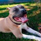 Estudo sueco diz que gostar de cachorros pode ser genético