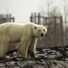 Ursa polar exausta vai parar em cidade do norte da Sibéria