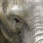 Morte de elefante do deserto a mando de governo gera revolta