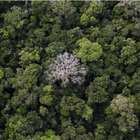 A Amazônia é realmente o pulmão do mundo?