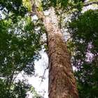 Pesquisadores encontram árvore mais alta da Amazônia e ...