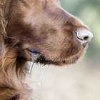 Mulher tem membros amputados após contrair infecção da ...