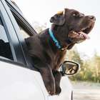 Como transportar animais no carro com segurança