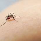 Brasil tem aumento de 600% nos casos de dengue em um ano