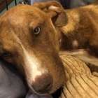 Eutanásia canina: dor e gratidão