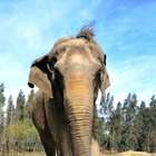 Ramba chega ao Brasil e segue para santuário de elefantes