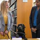 Cadela vira funcionária oficial em procuradoria nos EUA