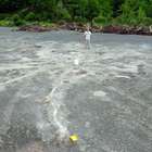 Fósseis de árvores mais antigos do mundo são encontrados ...