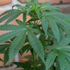 Canabinoide pode ajudar no tratamento da doença de Parkinson